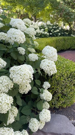 42K views · 7.2K reactions | The ‘Incrediball’ Hydrangea hedge is a stunner again this year! 朗These couldn’t be easier to take care of. They get mid-morning through early evening sun, an extra drip line running by the whole hedge, a once a year trim in early spring and Holly-tone fertilizer once a year in spring.  | Garden Answer | Facebook