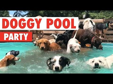 Doggy Pool Party | Clip of the Week