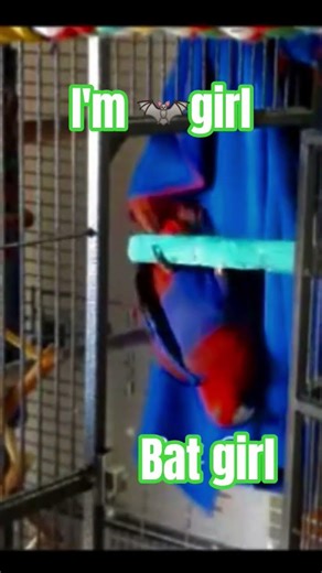 I'm 'Bat girl' lolz