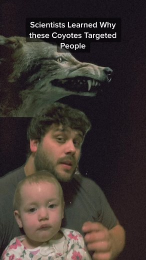 Understanding the Coyote Behavior Towards People