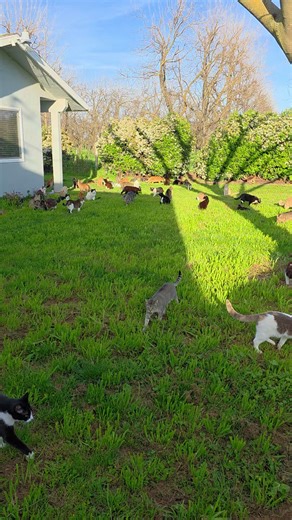 Northern California's First Free Roaming Cat Sanctuary