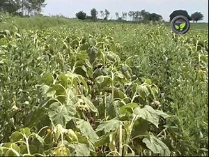 Inter Cropping, Mixed Cropping and Crop Rotation
