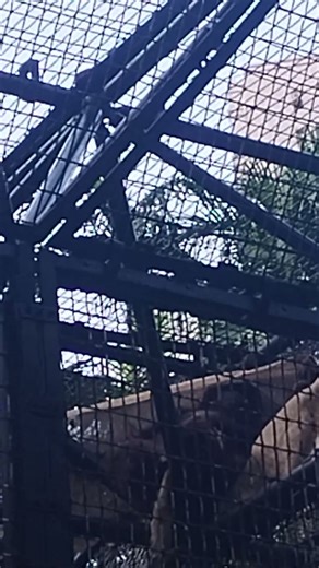 Satisfying Video/The Orangutan using Blanket, orangutan feeling cold😁. #everyone #shorts #viral