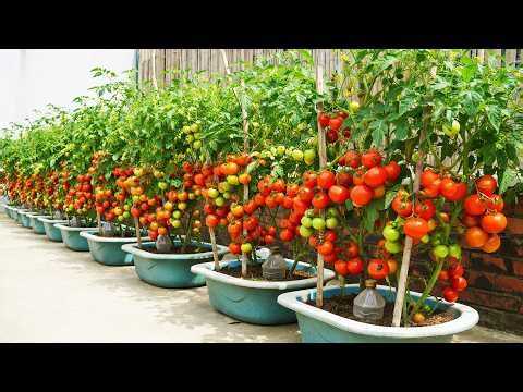 I Grow Tomatoes in Containers – Big, Fresh Harvest Year Round