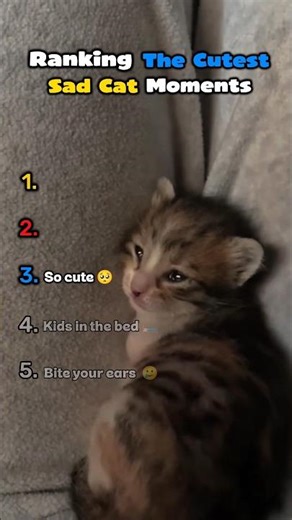 Ranking the Cutest Sad Cat Moments 😿#shorts