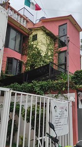 341K views · 10K reactions | Ficus pumila mejor conocida como moneda ✨ #amolasplantas #parati #jardin #plantas #foryouシ #verde #enredadera #esquejes | Sueños Plantiles | Facebook