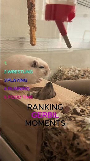 TOP 5 Gerbil Moments You Have To See!