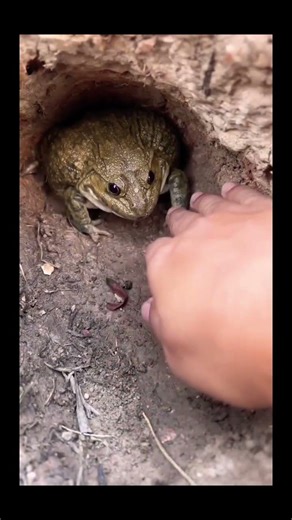 😯Did you also notice the second frog that disguised itself?😯