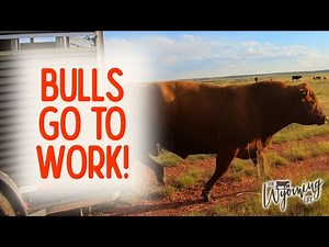 Date Night for the Bulls - Part 1