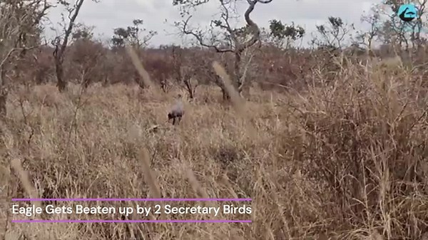 Sky Battles Caught on Camera—Inside the Eagle Empire