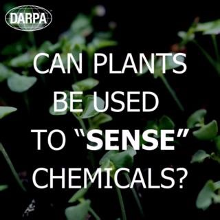 🌱 Our Biological Technologies Office (BTO) is soliciting proposals for a unique Phase 0 for the groundbreaking eX Virentia (eXVi) program. The goal of eXVi is to use existing unmodified vegetation as a sensor by utilizing natural plant responses to man-made chemical exposures. To view the full program solicitation please visit: https://sam.gov/opp/44a66c6f02f141d2bf48fb45642a6cf8/view **On sam.gov, please close the unique identifier warning popup if it occurs, the link is active behind it.** #p