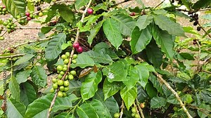 Arabica coffee seed on Coffee arabica tree is a species of flowering plant in the coffee and madder family Rubiaceae - local agriculture in northern pha hee village chiang rai thailand - ingredient