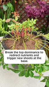4.9K views · 20 reactions | How to prune roses effectively #gardeningcommunity #gardenloversclub #gardenaddict #gardeners #gardenerslife | Garden Tips | Facebook