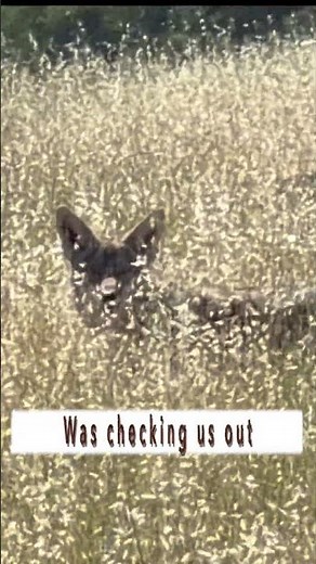 Coyote camouflage is insane #wildlife #nature