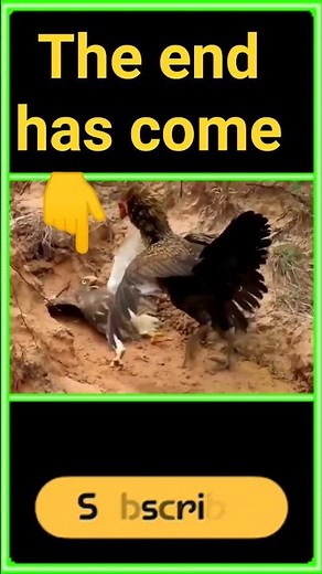 Chicken vs Eagle #trending #wildliferescue #wildanimals #wildlife