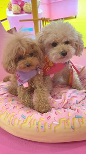 Little Flo & Cookie stealing the show with their new bandana’s at Interzoo Nurnberg 💕💕🐾🐾 | Studio Pets