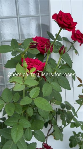 Rose Feeding Routine Part 2 | Chemical Fertilizer Schedule for Bigger Blooms 🌹