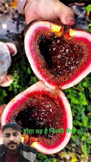 World’s Strangest Fruits You’ve Never Seen Before 🍊😲 | Rare & Weird #fruits #farming #fruitlovers