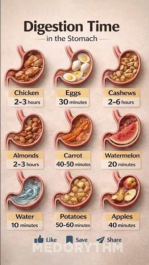 Your Stomach Needs THIS Much Time to Digest Food 🍎🍗🥕 | Digestion Time Explained #healthyeating