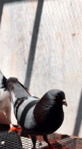 My pet pigeons”🕊️💘👀 #pigeon #vibes #viral #ing_kavi_x #pigeonslover