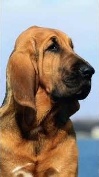 Bloodhound: Nature's Living Detective! #Bloodhound #Dogs #DogFacts #truefacts #Shorts #YouTubeShorts