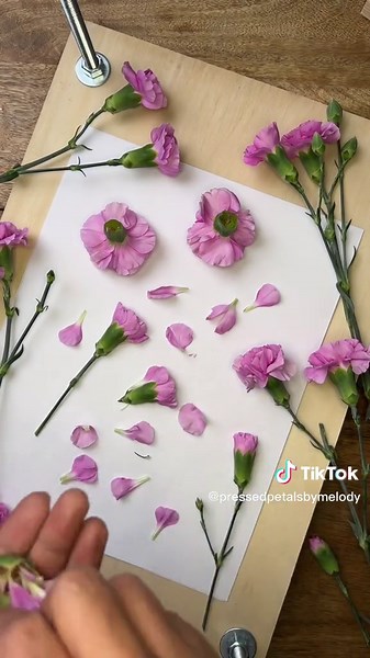 3 Ways to Press Carnations: Techniques for Flower Preservation