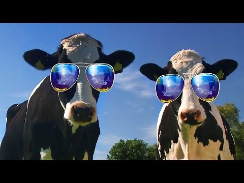 Funny Cow Dance And Chicken Song 10 - Funny Cow and Chicken Videos Together