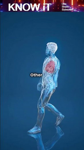 What occurs if the Spinal Cord gets injured?