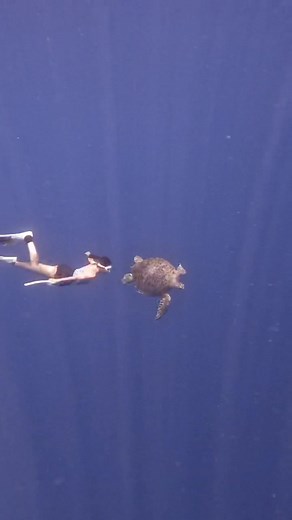Turtle Freediving Adventure: Discover the Majestic Underwater World