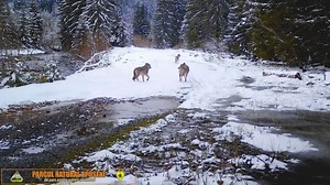 Lupul este înzestrat cu simțuri foarte bine dezvoltate, auzul și văzul fiind cele mai sensibile. În imaginile de mai jos se observă cum lupii sesizează camera de monitorizare amplasată de rangerii de la administrația Parcului Natural Apuseni. 🟢 Lupii trăiesc în haită și au un rol important în menținerea unor ecosisteme natural sănătoase. Cele mai multe haite au în componență perechea conducătoare, formată din masculul și femela alfa, precum și puii lor de până la 3 ani. Câteodată pot aparea și 