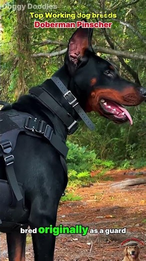 Top working dog breeds #dogs #animals #shorts