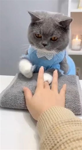 My Purr-fessional Manicurist Has Fluffy Paws! ✨🐾