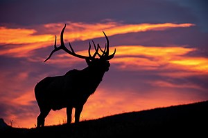 The Nonresident's Guide to Planning an Elk Hunt - Petersen's Hunting