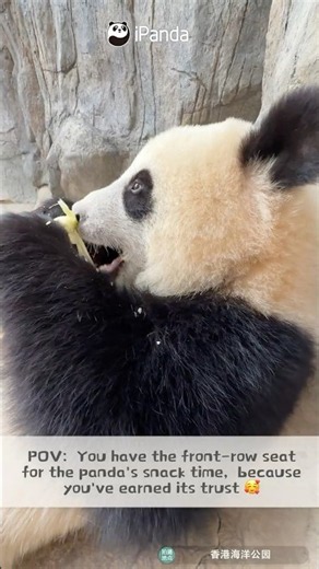 POV: Right Beside The Panda! | iPanda #shorts HKPanda