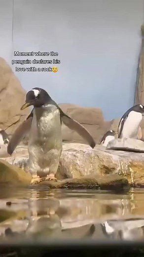 Romantic pets 🥺🥺 #love #romantic #penguin #penguins