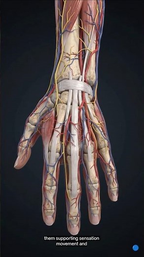 🖐️ Human Hand Anatomy Explained | Bones, Tendons, Nerves & Blood Vessels#Tendons #MedicalAnimation