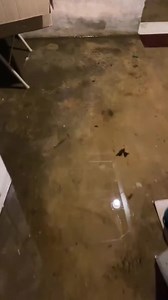 Remember that dead rat we found during a water remediation a few weeks back? Well here's some video footage of it! 🐀 Repost from @spauldingdecontampa make sure to give them a follow! ​ ​#ratsofinstagram #waterremediation #ratatouille | Spaulding Decon -Tampa FL
