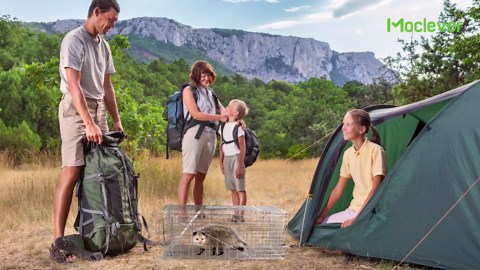 24” Humane Live Animal Trap Cage, Heavy Duty Folding Catch and Release Rodent Trap for Squirrels, Rabbits, Stray Cats, Skunks, Moles, Gophers, Groundhogs – Galvanized Rustproof Steel