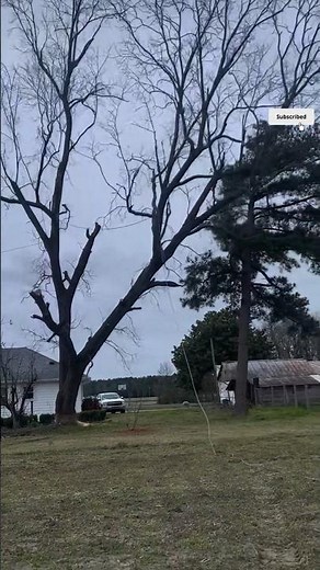 Controlled Removal of a Dead Tree