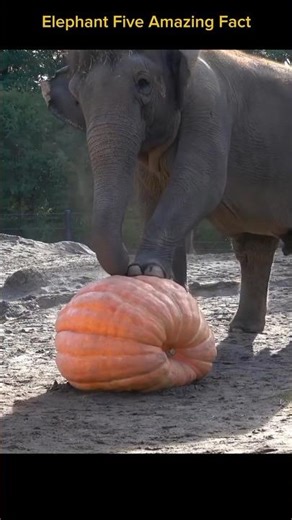 "Five Incredible Elephant Facts"!