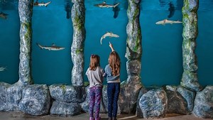 What to know about the Blue Zoo aquarium coming to the Villages at Jordan Creek