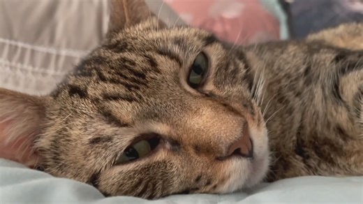 Health benefits of spaying or neutering your pets