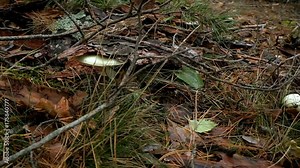 Forest litter. The fungus grows among branches, mosses, lichens