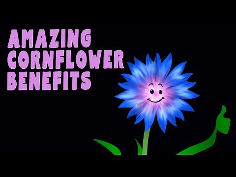 10 Amazing Benefits of Cornflowers You Didn't Know About