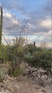 7.2K views · 1.2K reactions | We have some pretty lovely scenery at the Desert Museum!  | Arizona-Sonora Desert Museum | Facebook