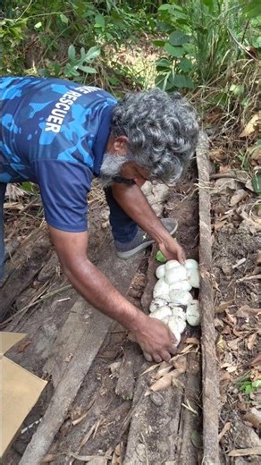 വീണ്ടും പാമ്പിൻ മുട്ടകൾ കിട്ടി🐍| Indian Rock Python eggs found at Kakkanad #snakeeggs #sarpa #python