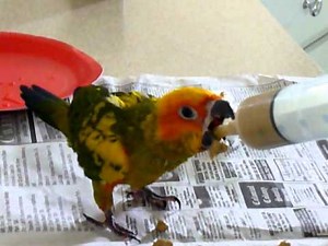 feeding 6 weeks old Sun Conure.MOV