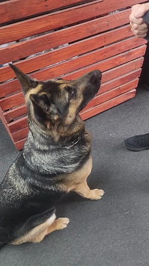 Fireworks? Bring it on. I've got Rex Specs Ear Pro. Designed for comfort, tested for protection. Rex Specs available on www.vonwolfshop.co.uk #DogGear #dogtrainingequipment #fireworks #rexspecsk9 #rexspecs #GermanShepherd | Vonwolf K9 Sport and Service Dog Training Equipment
