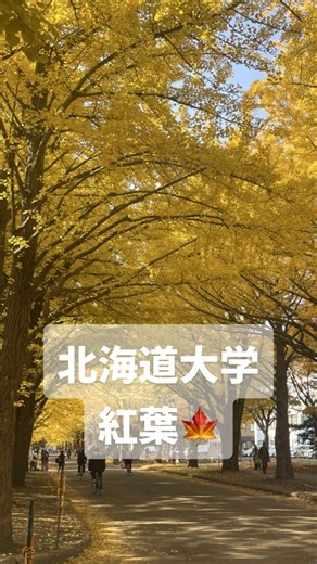 北海道大学の紅葉🍁 拠点3年目にして、じっくり初めて見てきました。 今年の見頃の期間は少なかったみたいです。秋が短いですね。 2025.11.2 金葉祭訪問 2025.11.6 昼間訪問 この次の日には雪降りました とても素敵な空間でした 健忘録 投稿が遅くなりました🙇‍♂️ #北大 #北海道大学 #札幌市 #札幌観光 #sapporo #紅葉スポット#秋の絶景 #北海道旅行 #北海道紅葉 #北海道観光 #イチョウ並木