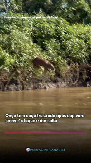 Jaguar tries to hunt but capybara reacts too fast #wildlife #jaguar #survival